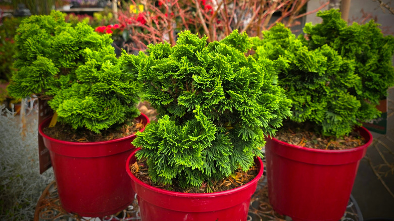 Three dwarf hinoki cypress in red pots