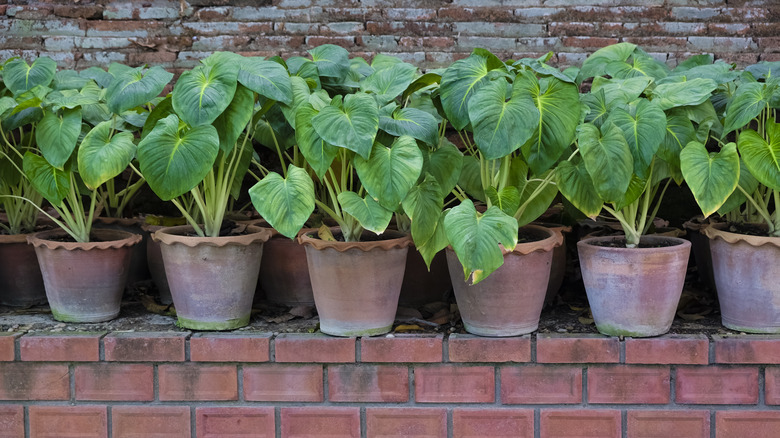 elephant ears in terracotta pots on a brick wall