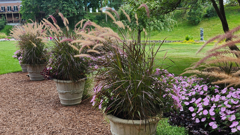 Beautiful crimson fountain grass in stone containers