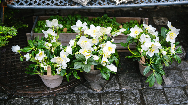 White hellebore in pots on a brick patio