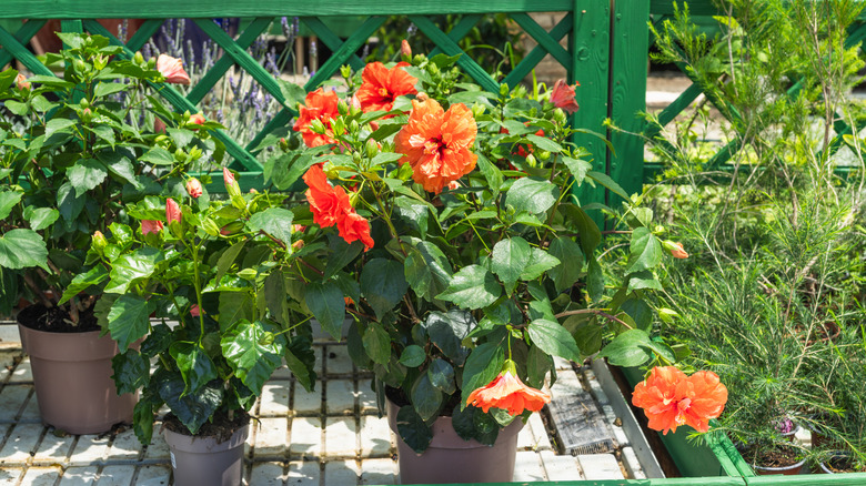 Bright red Hibiscus in clay pots on a garden cart