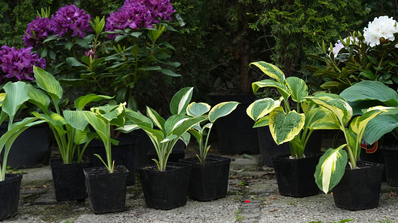 Several varieties of hostas in small pots with purple and white flowers in the background