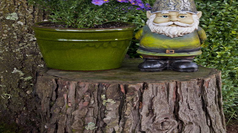 Magic purple asters in bloom next to a gnome statue