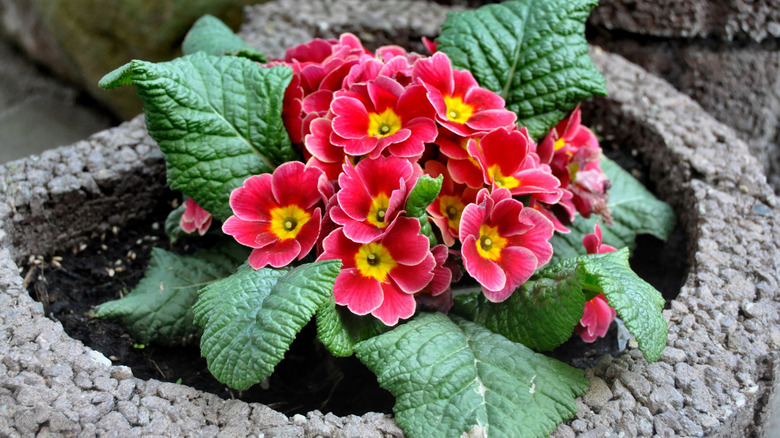 two-tone pink and rose primrose in a stone planter
