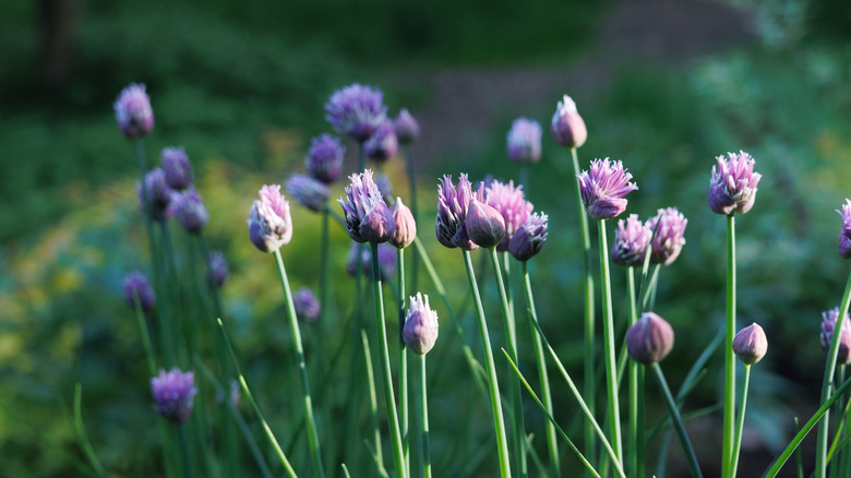 Flowering chives with purple blooms in a garden