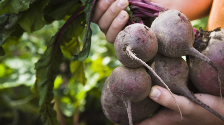Hands holding a bundle of beets in a garden