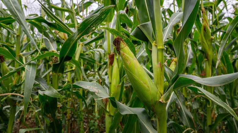 Ears of corn on stalks in a corn field