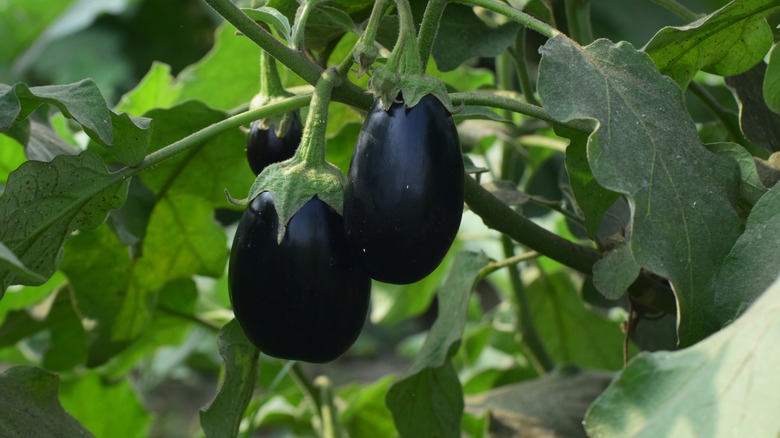 dark egg plants growing on a vine