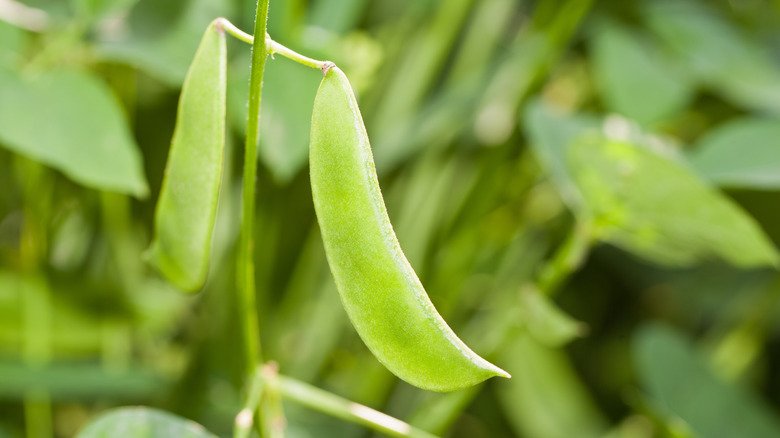 Close up of two lima beans growing on a vine in a garden