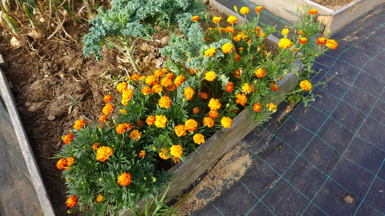 Marigolds growing in a raised garden bed near vegetables