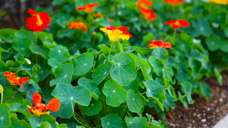 Red and yellow Nasturtiums blooms on a garden path