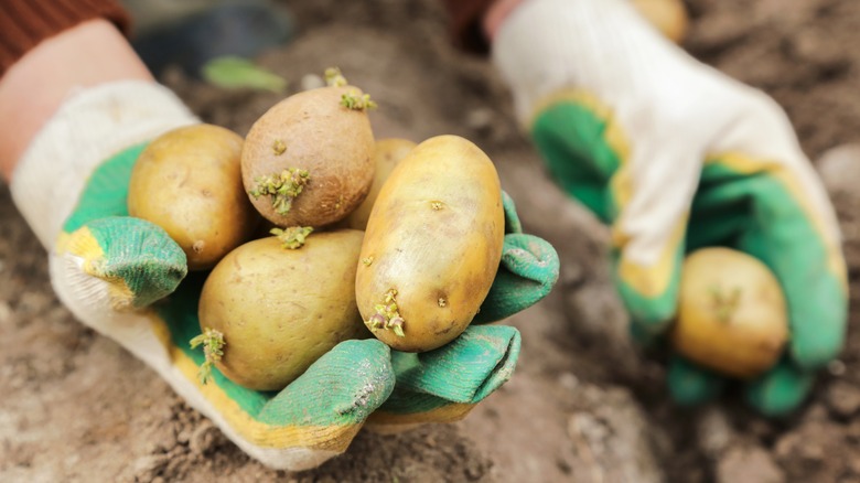 Hands with garden gloves placing potatoes in a fresh garden bed
