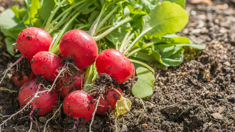 Bundle of raddishes freshly pulled from the ground on the soil