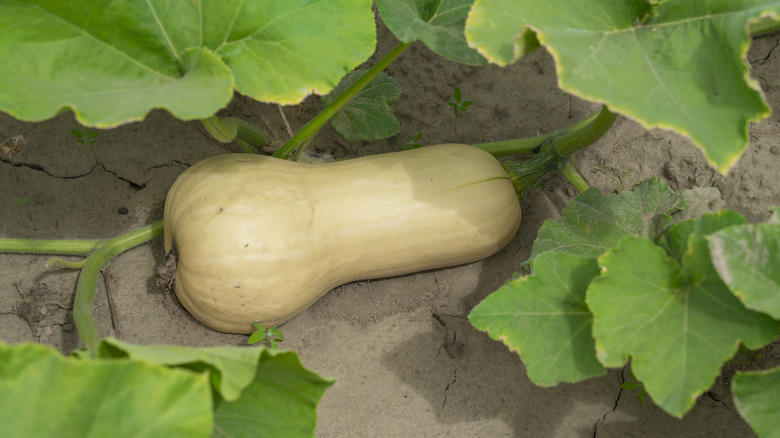Butternut squash growing on a vine in sandy soil