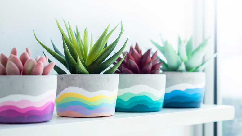 Indoor succulents in pots