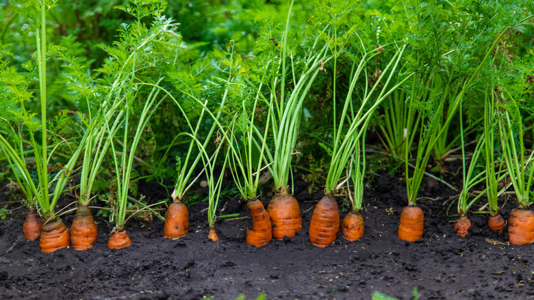 Carrots growing in a garden