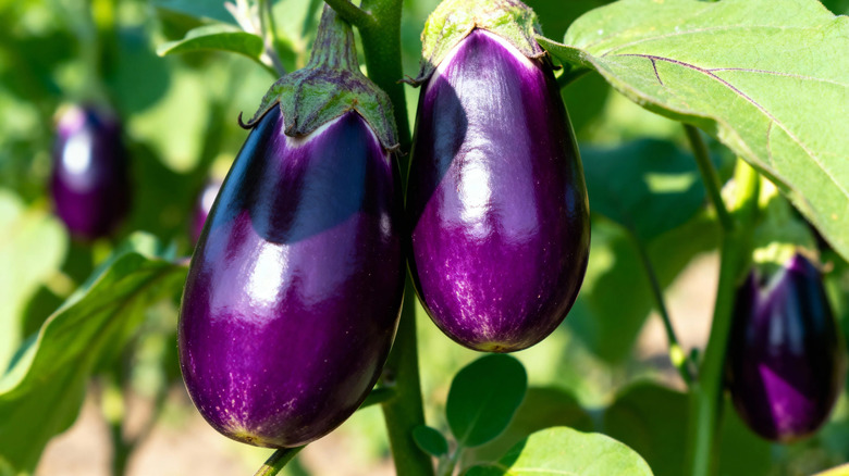 close up of eggplant fruits on a plant