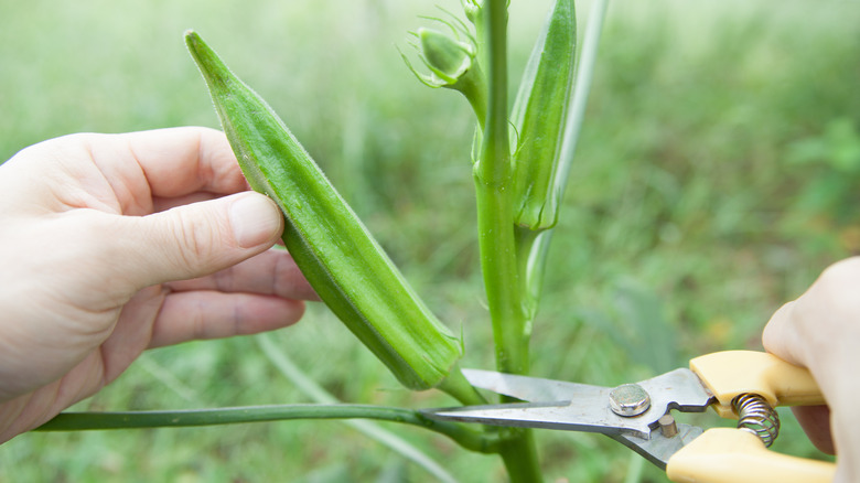 close up of person harvesting okra