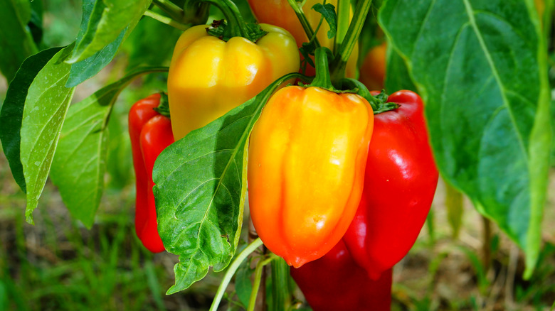 close up of red and yellow peppers growing