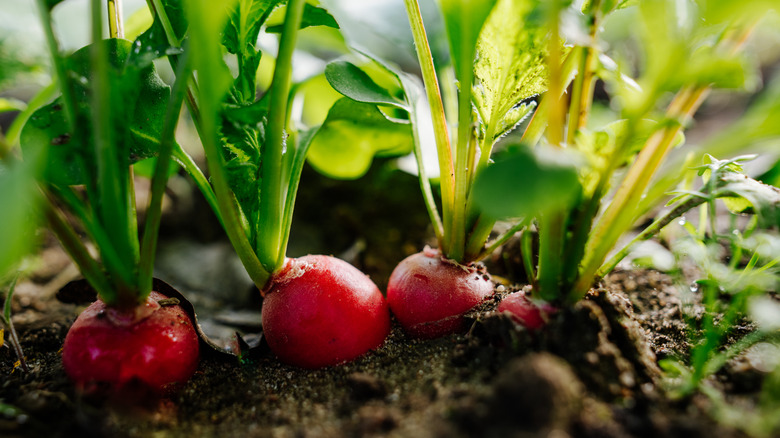close up of radishes growing in soil