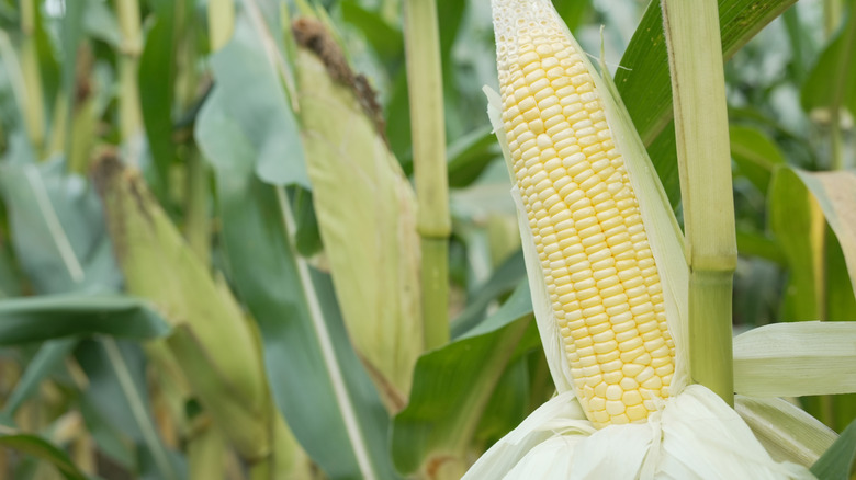 close up of sweet corn ready to harvest