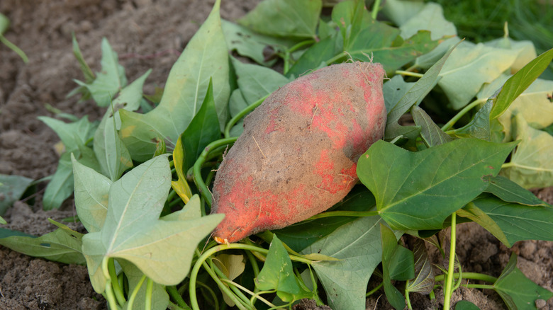 close up of a harvested sweet potato