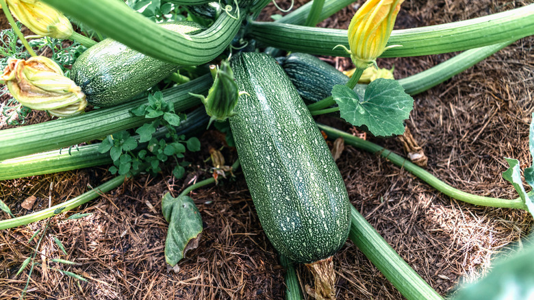 close up of a zucchini plant