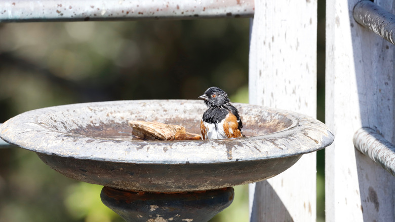 A wet bird standing in a bird bath next to a chunk of scrap wood.