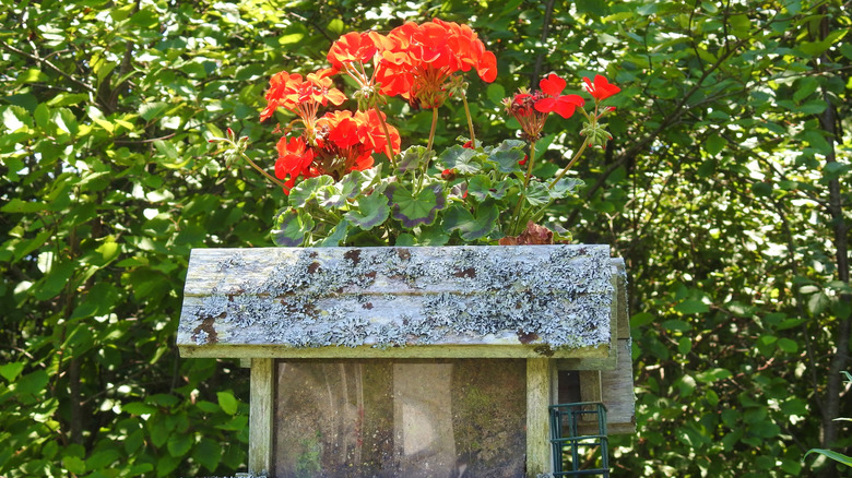 A small garden box for birds with blooming red flowers