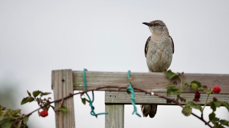 Mocking bird perched on a trellis with berries