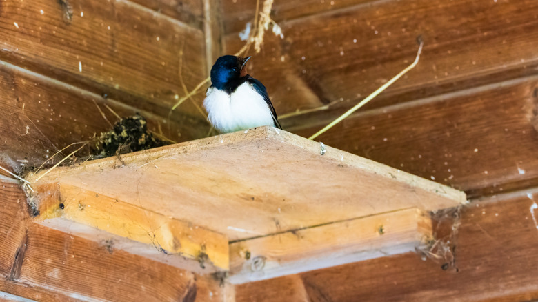 A bird sitting on a piece of wood with an overhang above it
