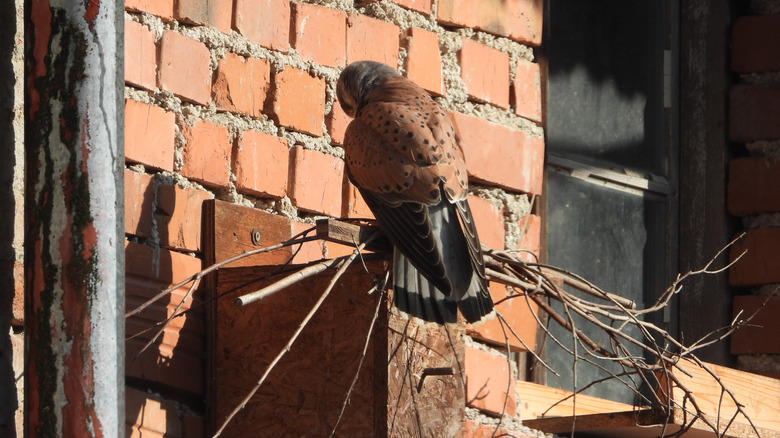 A bird perching on top of a wood box with twigs on it