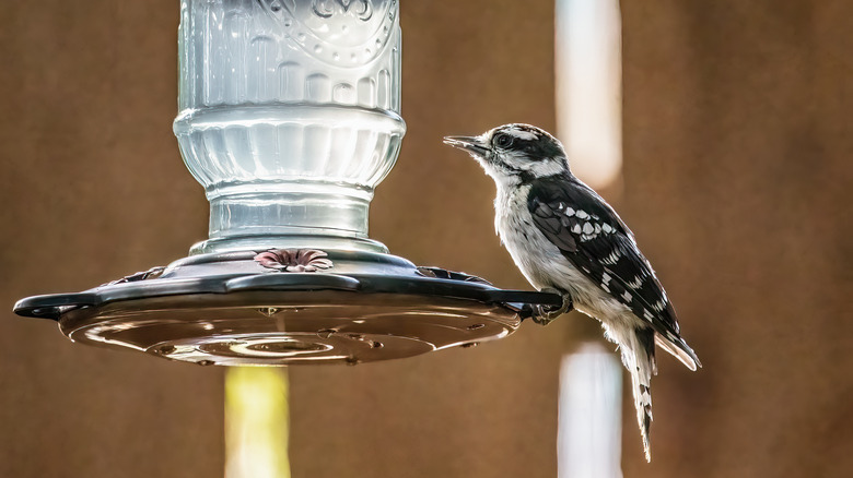 downy woodpecker on bird feeder
