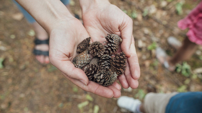 A person holds some small pinecones in their hands.