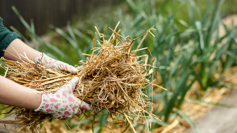A gardener holds a bundle of straw in their gloved hands.