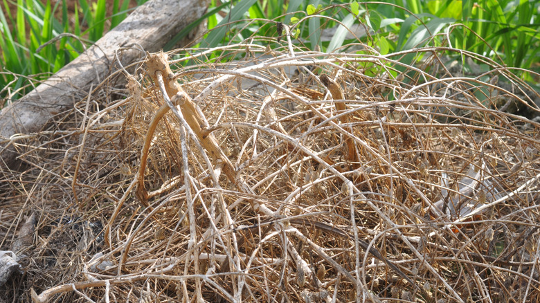 A piles of of twigs and dry stems in a garden bed.