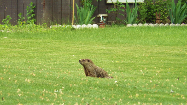 A groundhog sitting on a lawn in a backyard.