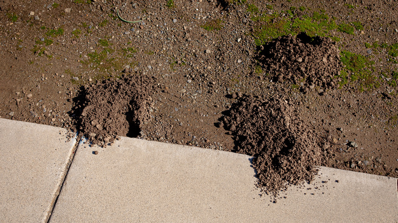 Three piles of dirt near holes and next to a concrete patio.