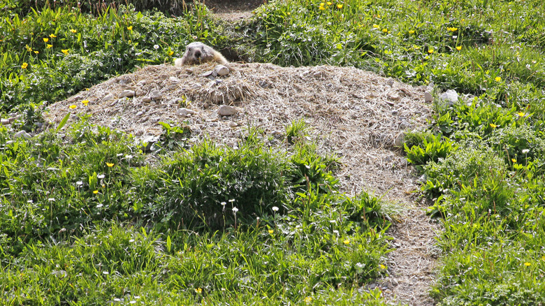 A groundhog next to a discolored grass path.