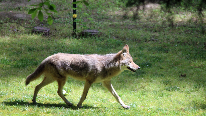 A coyote walking through a yard.