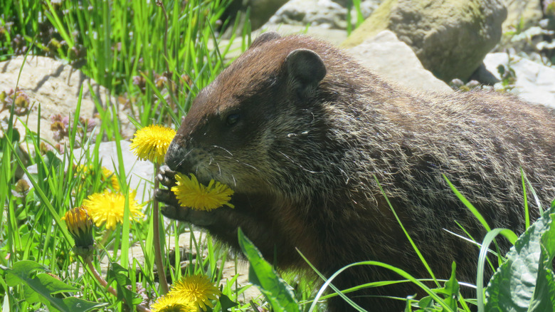 A cute groundhog eating a yellow flower.