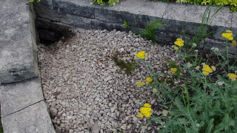 A groundhog hole in a raised garden bed filled with gravel and flowering shrubs.