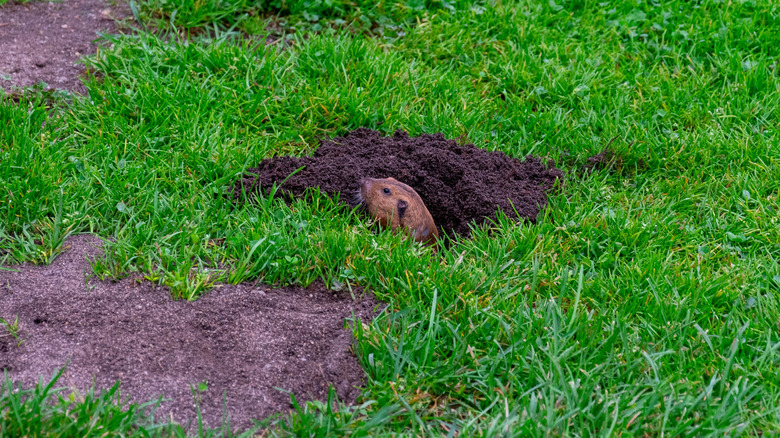 A groundhog peeks out of a burrow in a lawn.