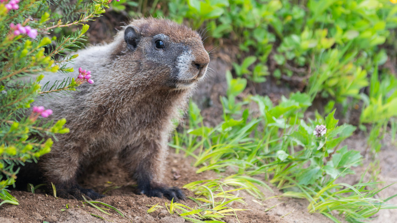Cute groundhog sitting in a hole by a bush.