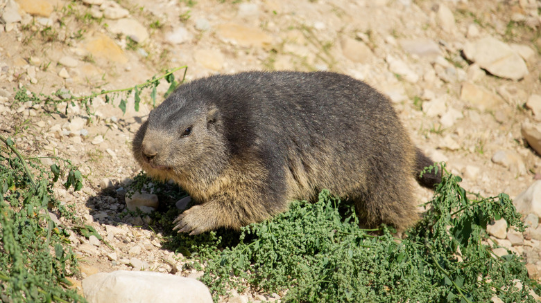 A groundhog walking on ground leaving animal tracks as they walk.