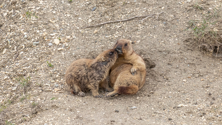 Two groundhogs laying in a hollow in the dirt grooming each other.