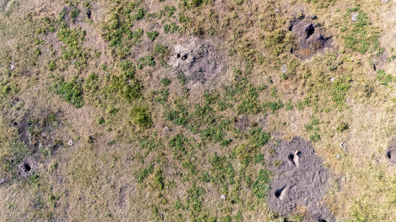 Overhead view of a yard with clearly visible groundhog holes and soft patches.