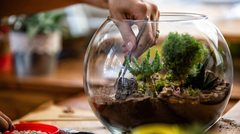 terrarium being planted