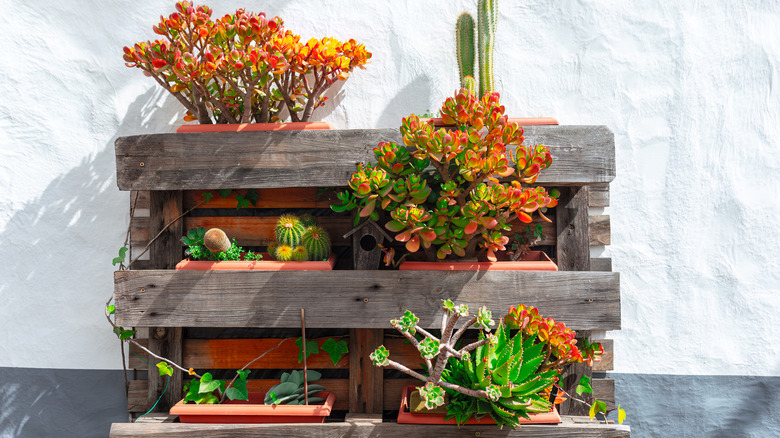 plants on shelves