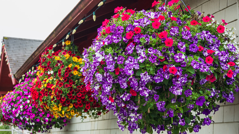 hanging baskets in bloom